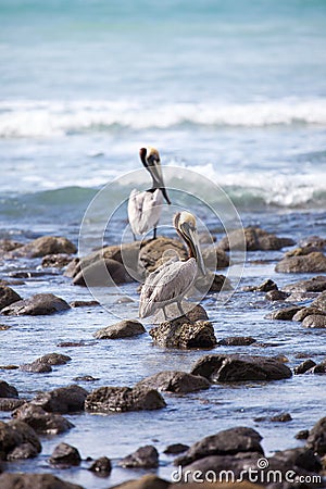 Brown pelicans Stock Photo