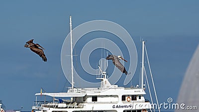 Brown pelicans flying above the harbor Editorial Stock Photo