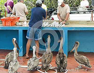 Brown Pelicans hoping for scraps at the Puerto Ayora fresh fish market in Editorial Stock Photo
