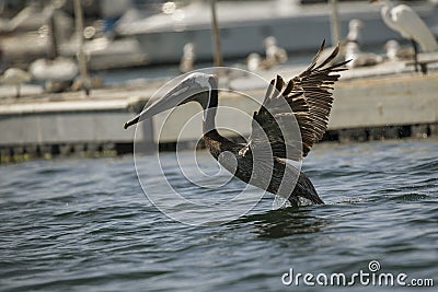 Brown Pelicans La Jolla Stock Photo