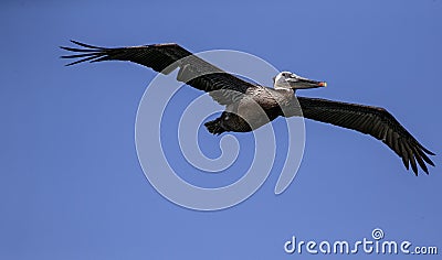 Brown Pelicans La Jolla Stock Photo