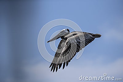 Brown Pelicans La Jolla Stock Photo