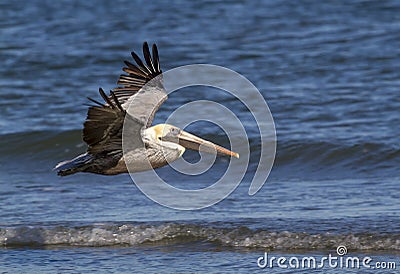 Brown pelicans (Pelecanus occidentalis) flying along the ocean coast, Stock Photo