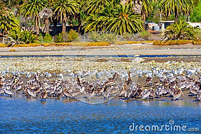 Brown Pelicans and Seagulls Finding Respite on Malibu's Shallows Stock Photo