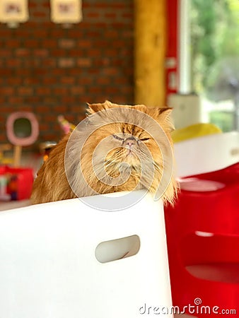 Brown Persian cat sitting in white plastic box. Eyes nearly close and want to sleep. Stock Photo