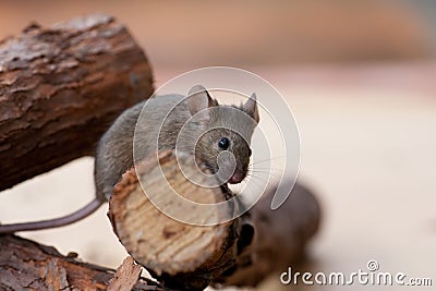 Brown pet mouse Stock Photo