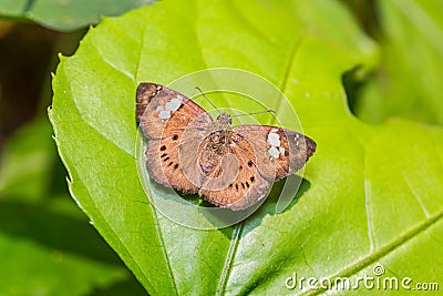 Brown Pied Flat Coladenia agni de Niceville butterfly Stock Photo