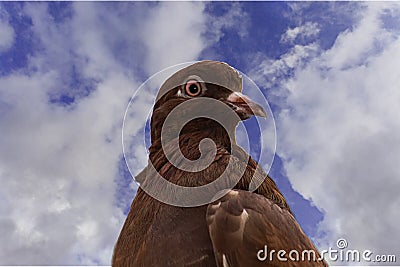 Brown pigeon against blue sky and clouds. Portrait. Looks to side Stock Photo