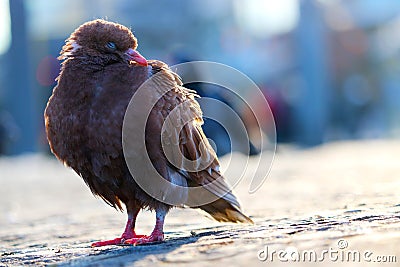 Brown pigeon sitting and sleeping on the cobblestone pavement in front of a blurry urban scene in berlin Stock Photo
