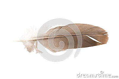 Brown pigeon feather Stock Photo