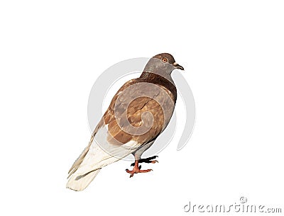 Brown pigeon isolated Stock Photo