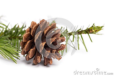 Brown pine cone with fir branch Stock Photo