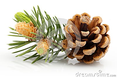 Brown pine cone with green leaves isolated on white background Stock Photo