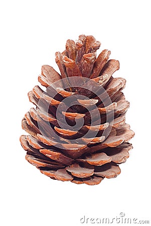 Pine cone Stock Photo