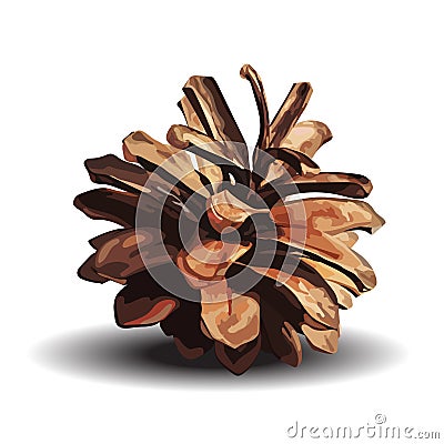 Brown pine cone. Vector illustration isolated on white Vector Illustration