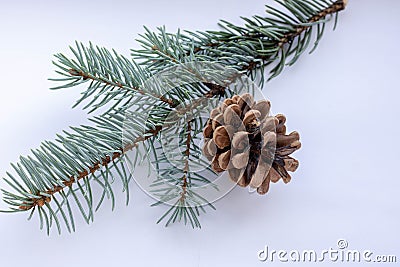 Brown pine cone on white background with clipping pass Stock Photo