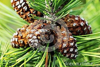 Brown Pine Cones Stock Photo