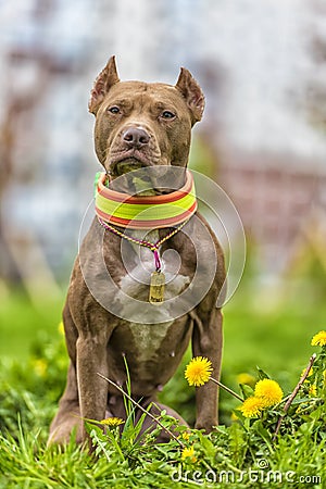 brown pit bull terrier with dandelions Stock Photo