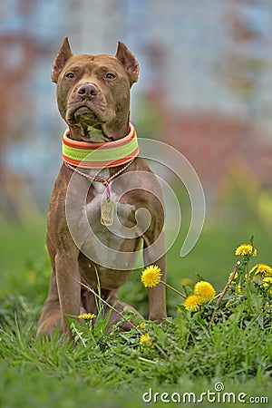 brown pit bull terrier with dandelions Stock Photo