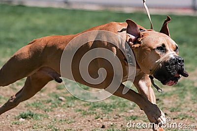 Pitbull with a nose lead running through the park Stock Photo