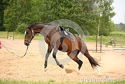 Brown playful latvian breed horse bucking and trying to get rid Stock Photo