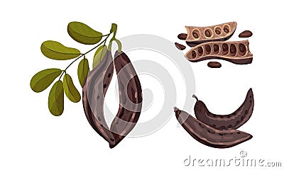 Brown pods of ripe carob plant with leaves set. Organic healthy super food vector illustration Vector Illustration