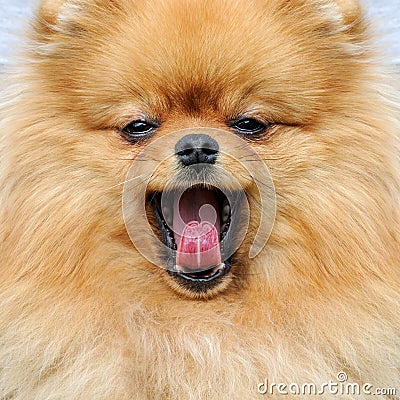 Brown pomeranian dog Stock Photo