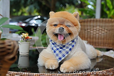 Brown pomeranian dog happy smile Stock Photo