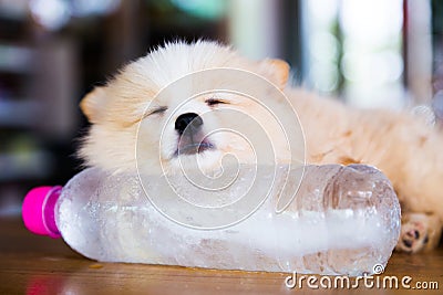 Brown Pomeranian dog Stock Photo