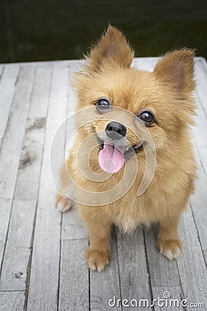 Brown Pomeranian dogs Stock Photo