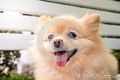 Brown pomeranian face with long pink tongue Stock Photo