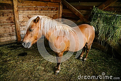 A brown pony with a blonde mane standing in a barn stall Stock Photo