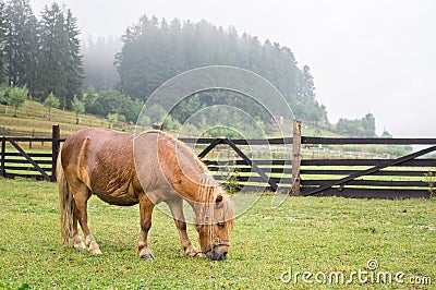 Brown pony grazing Stock Photo