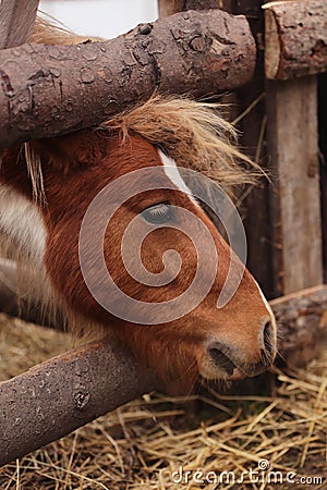 Brown pony Stock Photo