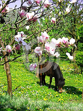 Brown pony horse Stock Photo