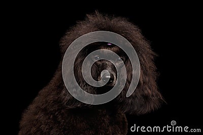 Brown poodle dog on isolated Black background Stock Photo