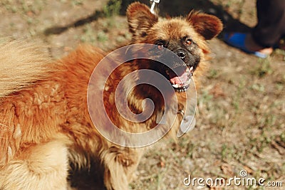 Brown positive funny dog from shelter with amazing look posing o Stock Photo