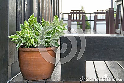 A brown potted plant on a dark brown table. Stock Photo