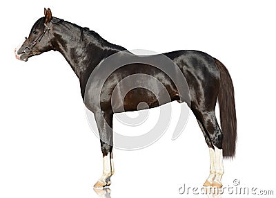 The brown powerfull Arabian stallion stand isolated on white background. s Stock Photo