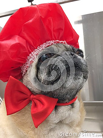 Brown Pug Dog in Red Shower Bath Cap Red Bow Tie Stock Photo