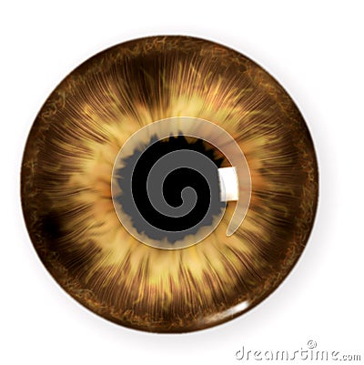Brown pupil Stock Photo