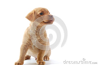 Brown puppy Stock Photo