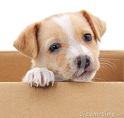 Brown puppy in a box. Stock Photo