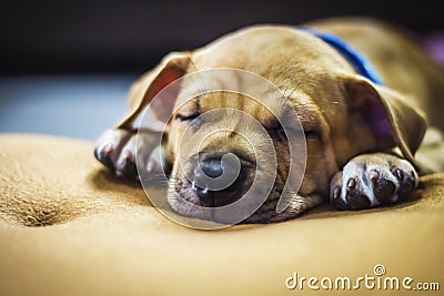 Brown puppy sleeping on carpet. Stock Photo