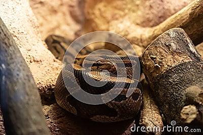 Brown Python Skittering on Ground Stock Photo