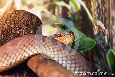 Brown python snake hunting in the forest, waiting for prey Stock Photo