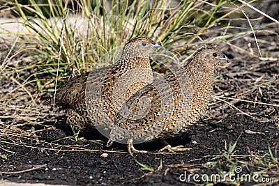 Brown Quails Stock Photo