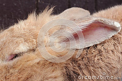 Brown rabbit Stock Photo