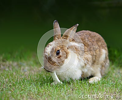 Brown Rabbit eat Cabbage on Greeny Background Stock Photo