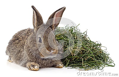 Brown rabbit on hay Stock Photo